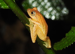 Raorchestes luteolus