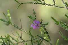 Melaleuca crossota