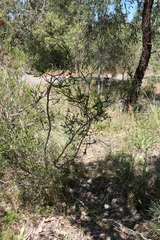 Melaleuca crossota