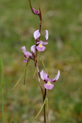 Diuris daltonii