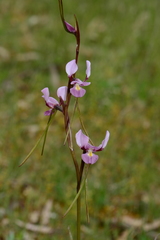 Diuris daltonii