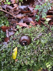Powelliphanta traversi