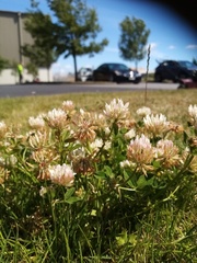 Trifolium michelianum