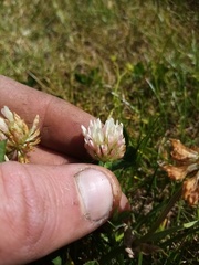 Trifolium michelianum