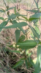 Croton bonplandianus