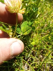 Trifolium michelianum