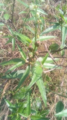 Croton bonplandianus