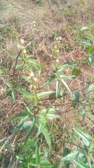 Croton bonplandianus