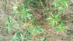 Croton bonplandianus