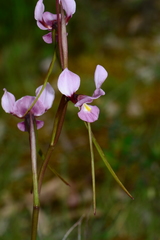 Diuris daltonii