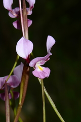 Diuris daltonii