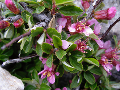 Prunus prostrata