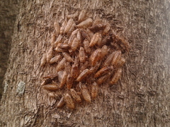 Sangalopsis microleuca