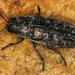 Buprestis haemorrhoidalis - Photo (c) Erwin Holzer,  זכויות יוצרים חלקיות (CC BY-NC), הועלה על ידי Erwin Holzer