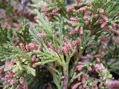 Juniperus sabina