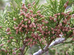 Juniperus sabina