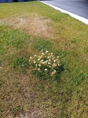 Trifolium michelianum