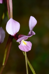 Diuris daltonii