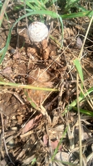 Tulostoma