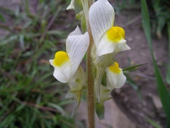 Linaria hirta