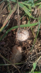 Tulostoma