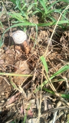 Tulostoma