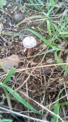 Tulostoma