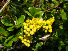 Berberis hispanica