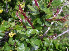 Berberis hispanica