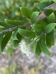 Pimelea clavata