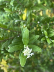 Pimelea clavata