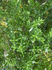 Pimelea clavata