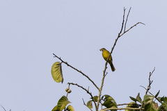 Calyptocichla serinus