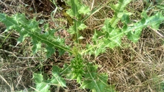 Asteraceae