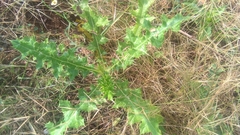 Asteraceae