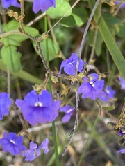 Dampiera hederacea