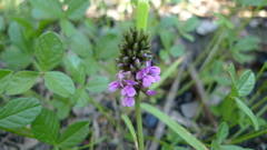 Cullen microcephalum