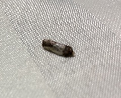 Argyroploce chlorosaris