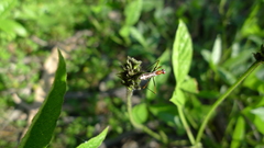 Cullen microcephalum