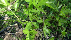 Cullen microcephalum