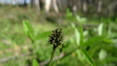 Cullen microcephalum