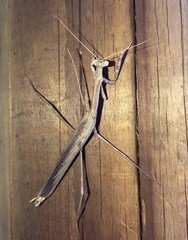Coenomantis kraussiana