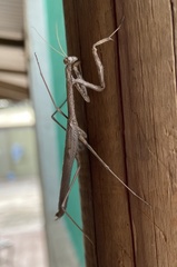 Coenomantis kraussiana