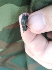 Modicogryllus frontalis