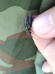 Modicogryllus frontalis