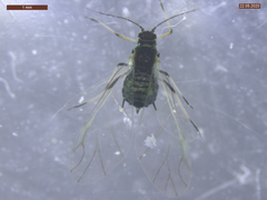 Aphis fabae solanella