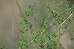Asparagus pseudoscaber