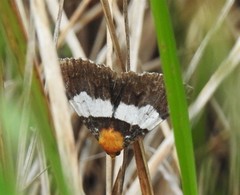 Buzara latizona