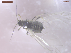 Aphis fabae solanella