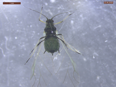 Aphis fabae solanella